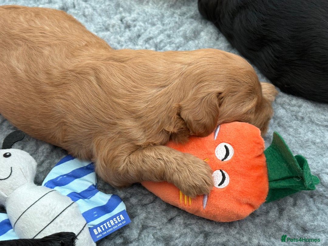 Australian Labradoodle dogs for sale: Reduced-Multigen Aussie Labradoodles curly/nonshed - Image 13