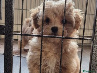 Maltipoo dogs F1 Maltipoo puppies 🐶 Just 2 girls remaining - Advert 4