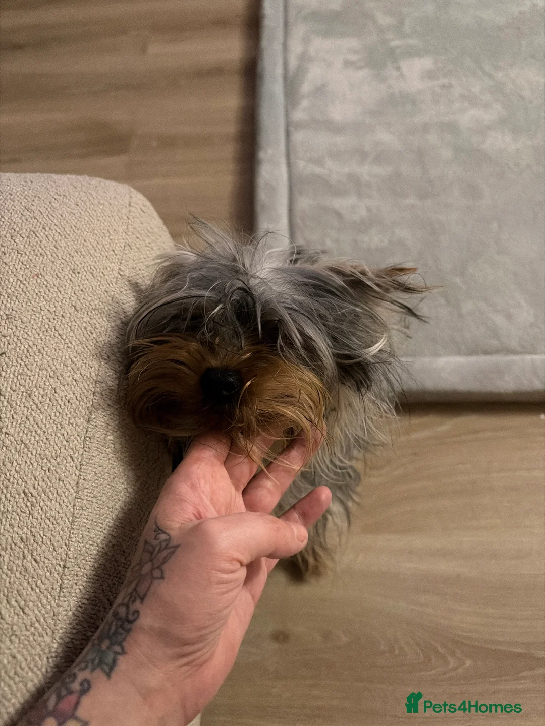 Yorkshire Terrier dogs for sale: 11 month old Yorkshire terrier for sale  in Colchester - Advert 2
