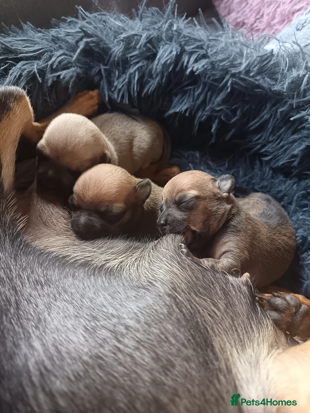 Chihuahua dogs for sale: Chihuahua 2 girls & 1 boy 🏡  - Advert 2