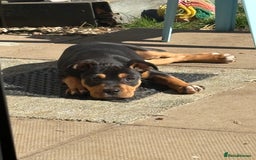 Staffordshire Bull Terrier dogs for sale: Staffy puppy - Image 3