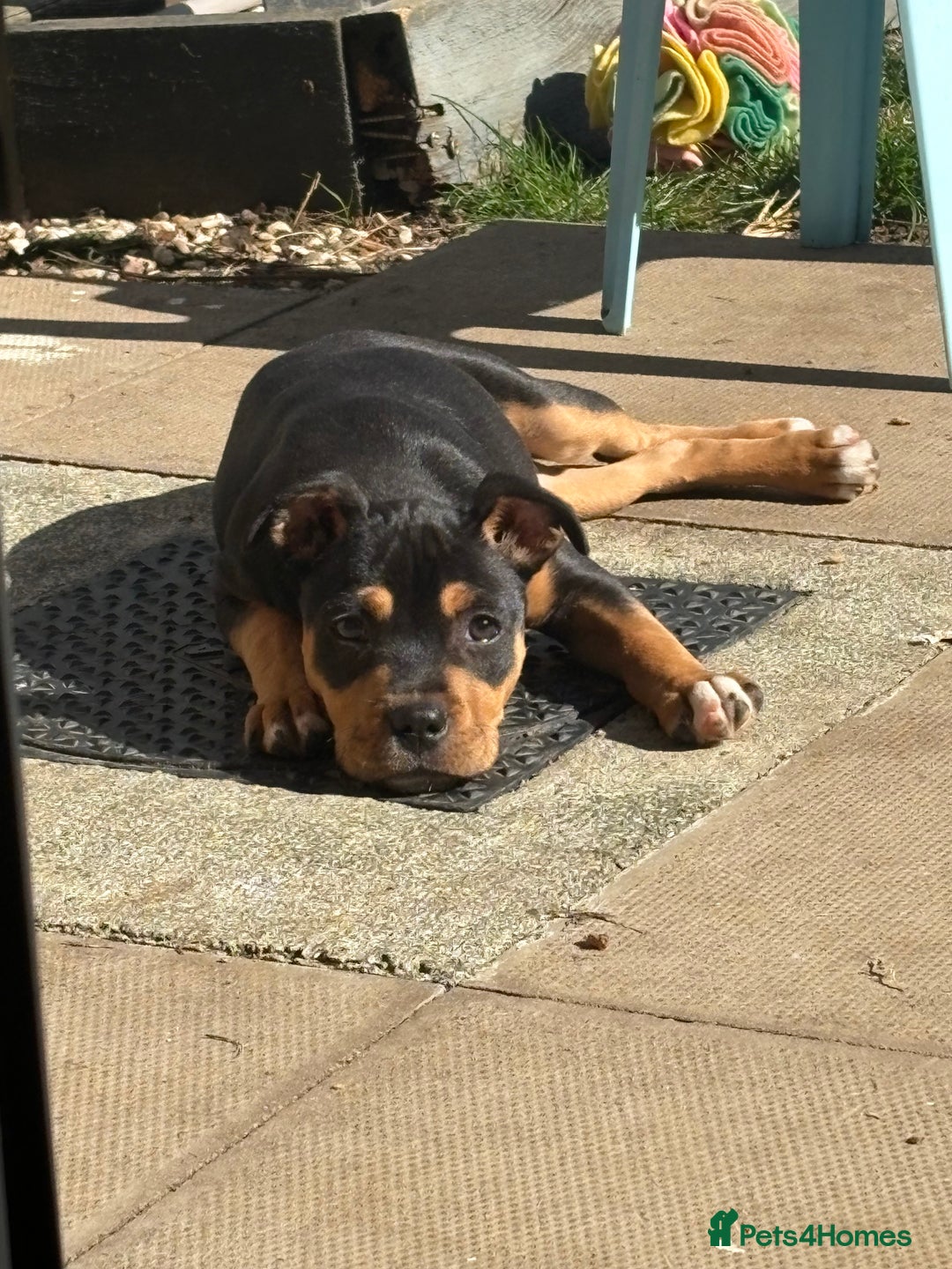 Staffordshire Bull Terrier dogs for sale: Staffy puppy - Image 3