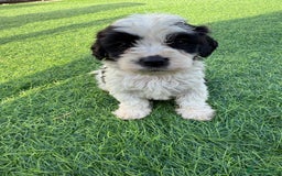 Mixed Breed dogs for sale: 7 stunning cockerjack puppies  - Image 1