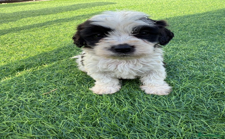 Mixed Breed dogs - Advert 1