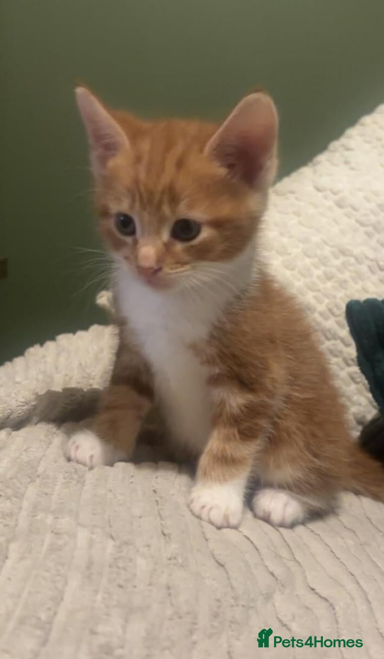 Mixed Breed cats 6 Beautiful Kittens available - Advert 1