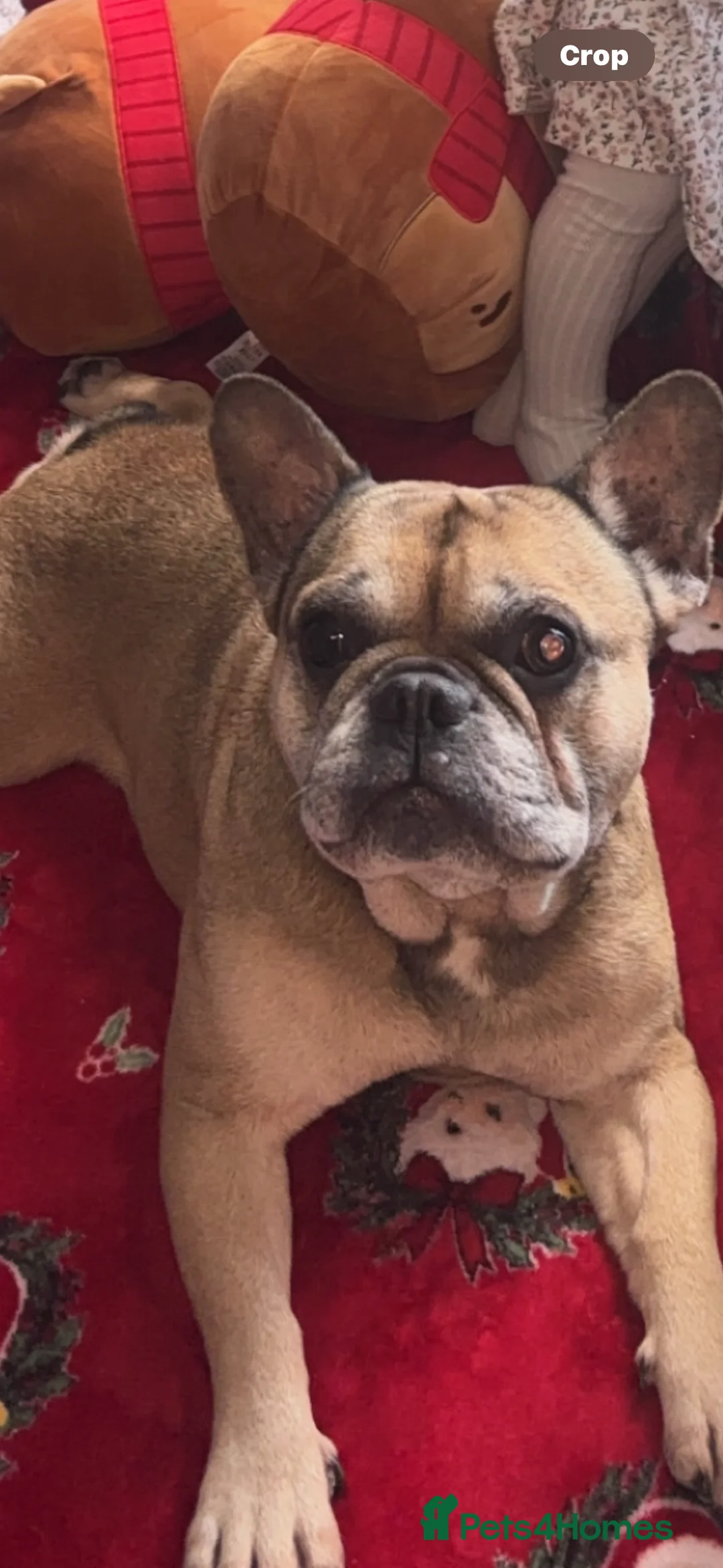 French Bulldog dogs for sale: Gigi  - Advert 2