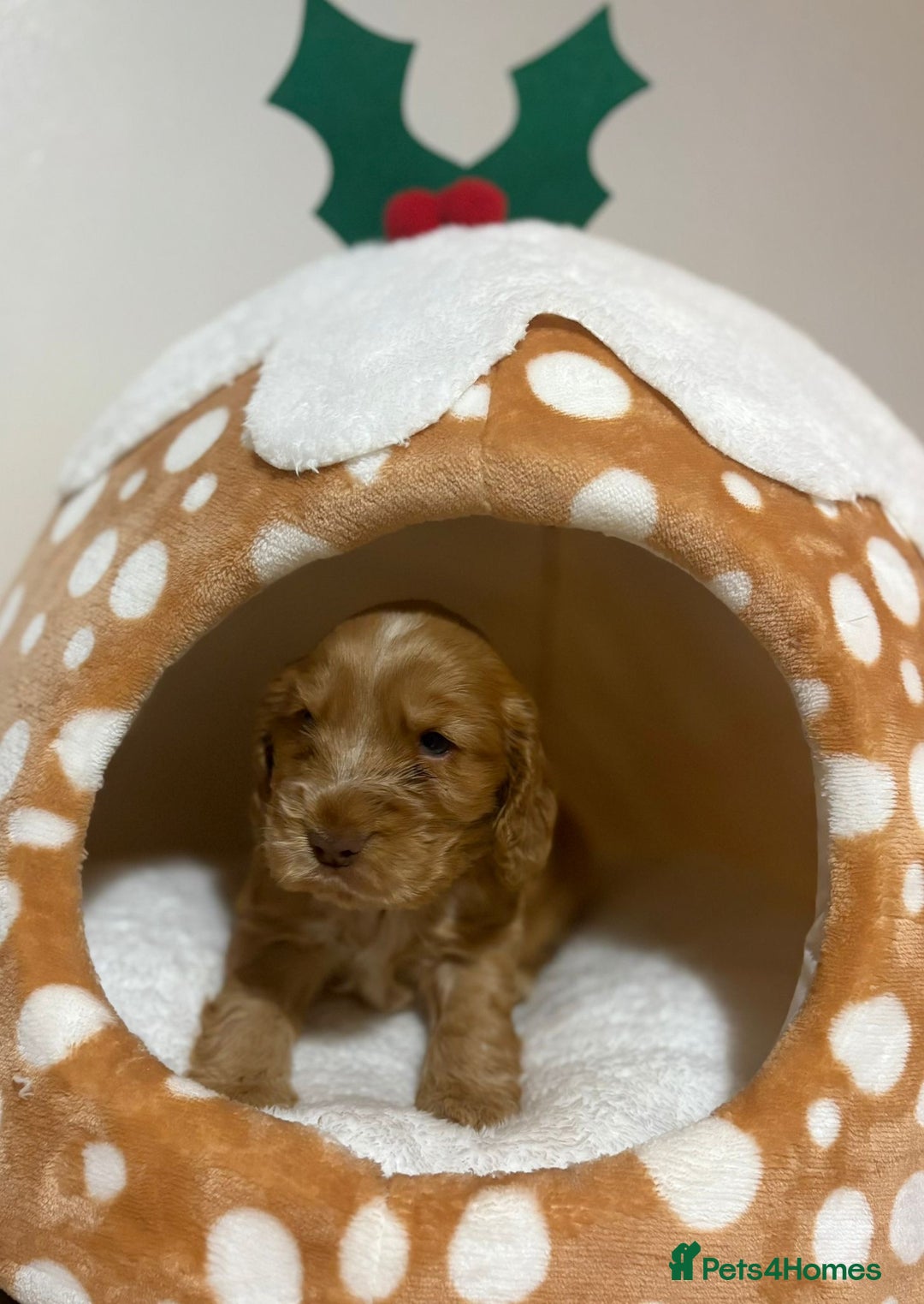 Cocker Spaniel dogs for sale: Extensively health tested, cocker spaniels. - Advert 5