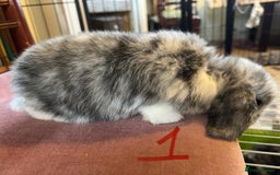 Mini Lop rabbits for sale: A Pair of Stunning Mini Lop Boys - Image 11