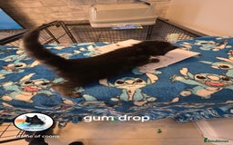 Maine Coon cats for sale: Maine coon kittens - Image 3
