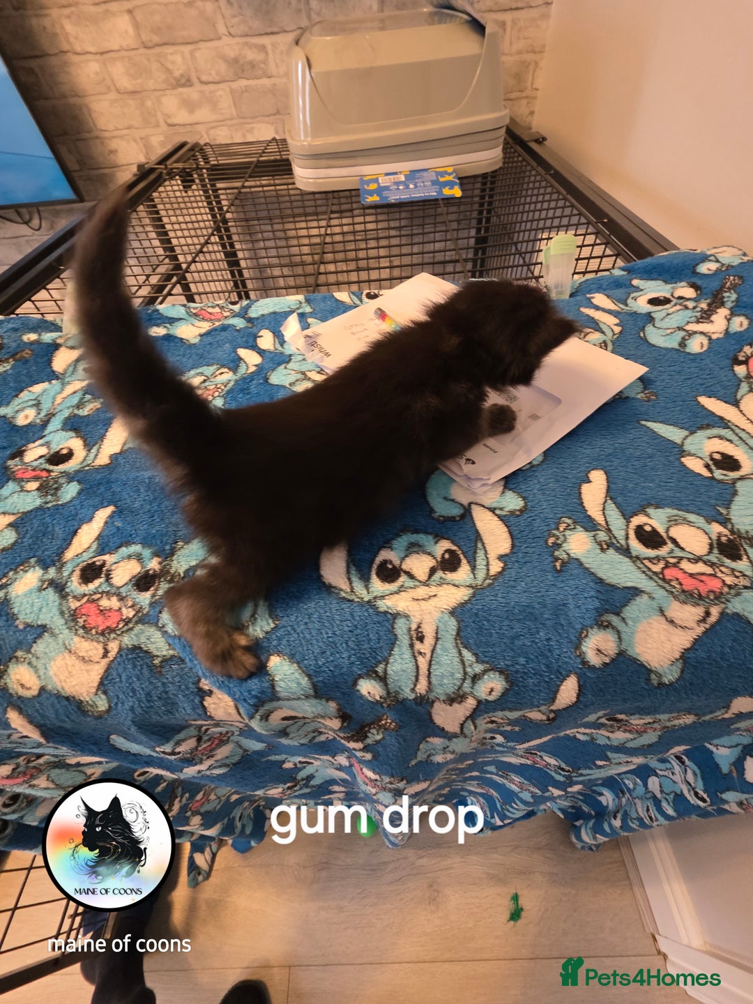Maine Coon cats for sale: Maine coon kittens - Image 3
