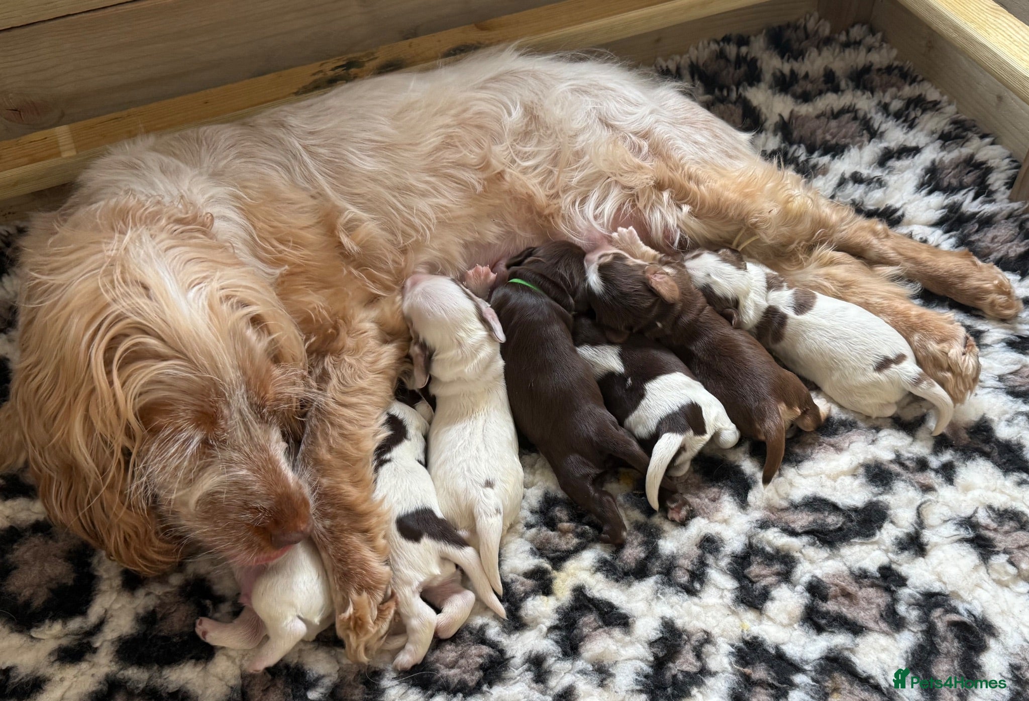 Cocker Spaniel dogs 🤎 beautiful chocolate 7 show-type cocker spaniel  - Advert 17