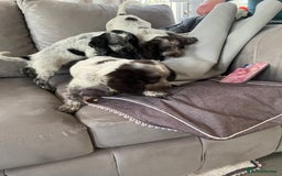 Cocker Spaniel dogs for sale: Healthy puppies - Image 6