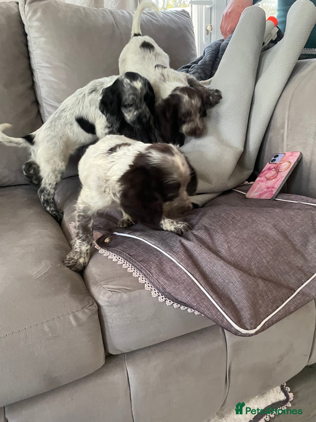 Cocker Spaniel dogs for sale: Healthy puppies - Image 6