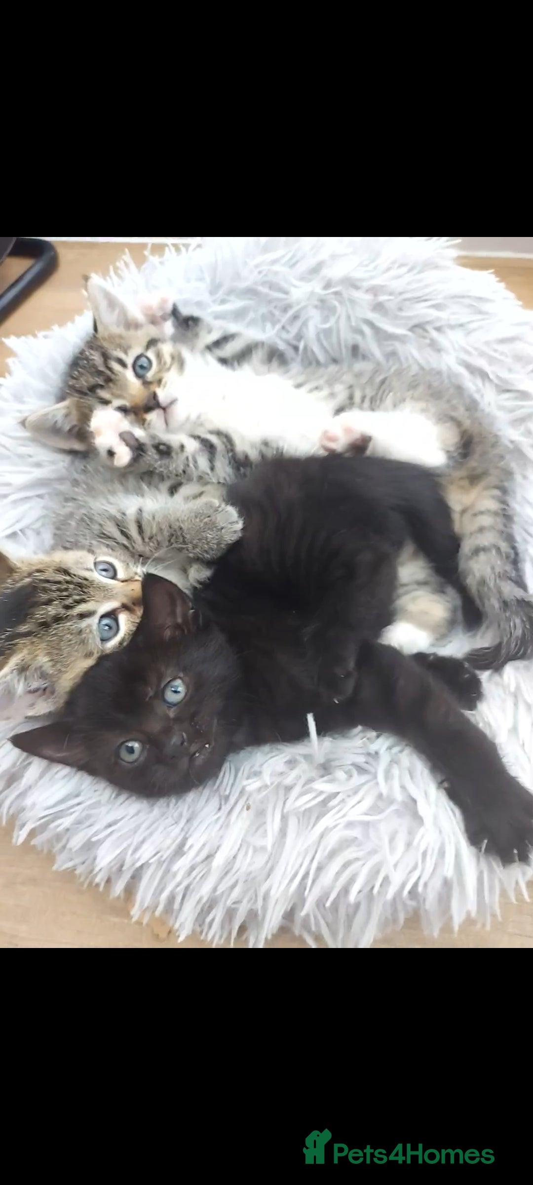 Mixed Breed cats for sale: Beautiful kittens 🥰 - Advert 15