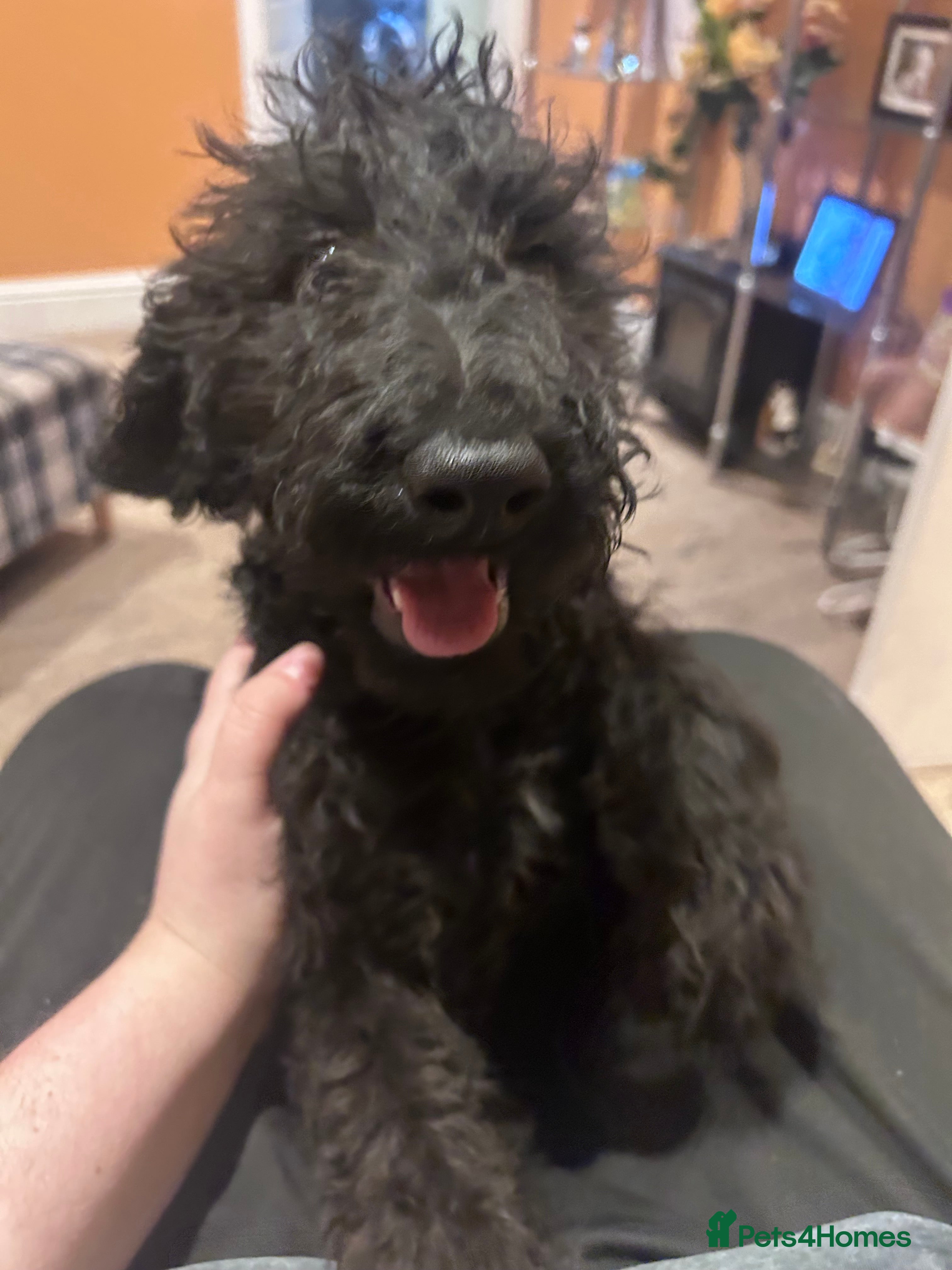 Labradoodle dogs Beautiful F1B Labradoodle Puppies, Ready now - Advert 7