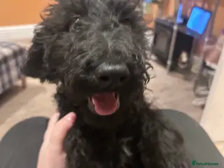 Labradoodle dogs Beautiful F1B Labradoodle Puppies, Ready now - Advert 7