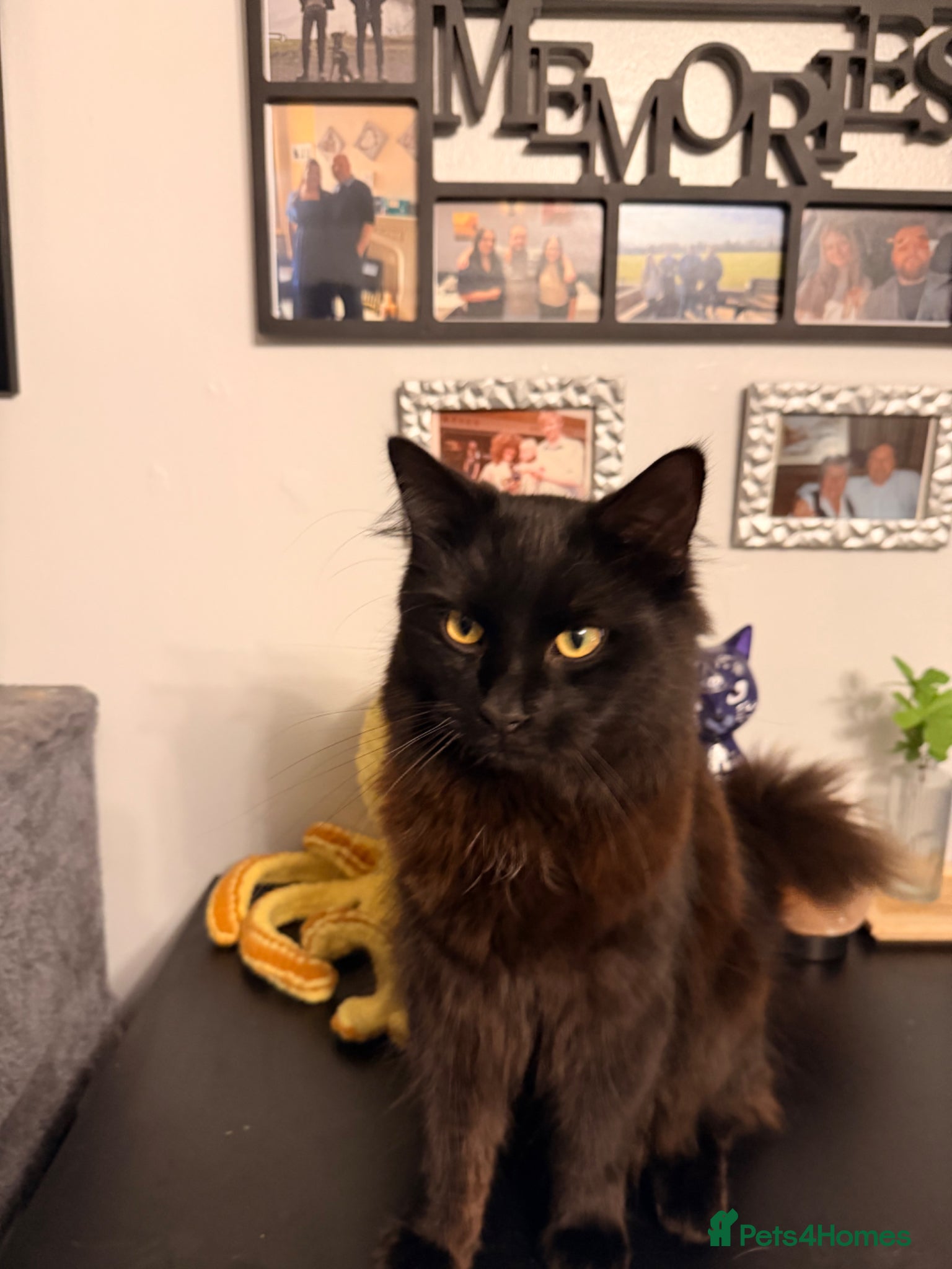 Mixed Breed cats Teddy and monkey. Bonded brothers  - Advert 3