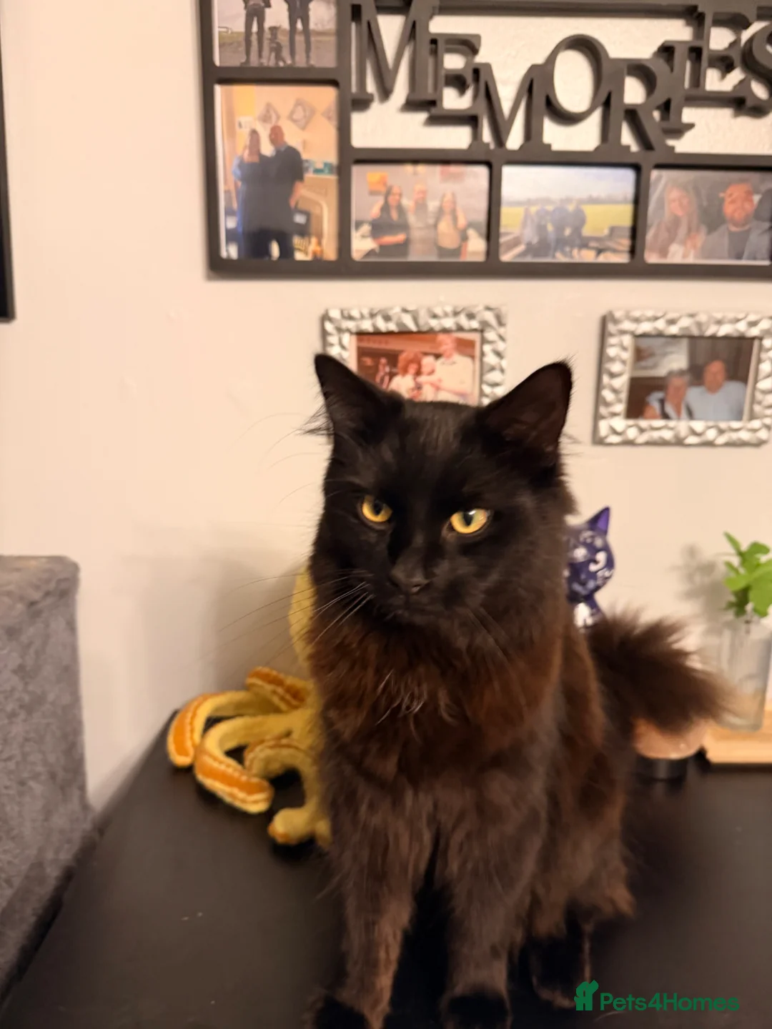 Mixed Breed cats for sale: Teddy and monkey. Bonded brothers  in Stoke-on-Trent - Advert 1