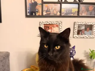 Mixed Breed cats Teddy and monkey. Bonded brothers - Advert 1