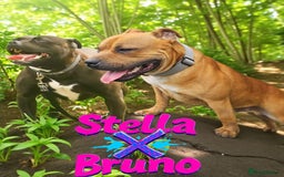 Staffordshire Bull Terrier dogs for sale: SHOW QUAILTY RED STAFF PUPPIES  - Image 3