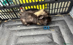Guinea Pig rodents for sale: Baby female and male guinea pigs for sale - Image 12
