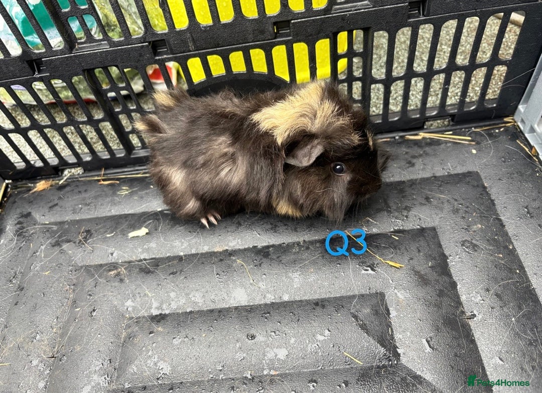 Guinea Pig rodents for sale: Baby female and male guinea pigs for sale - Image 12