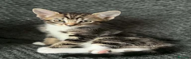 Bengal 2
