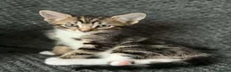 Bengal cats for sale: Bengal mix bread kittens  - Advert 16