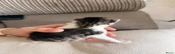 Mixed Breed cats for sale: 7 adorable kittens for sale  in Ashford - Advert 18