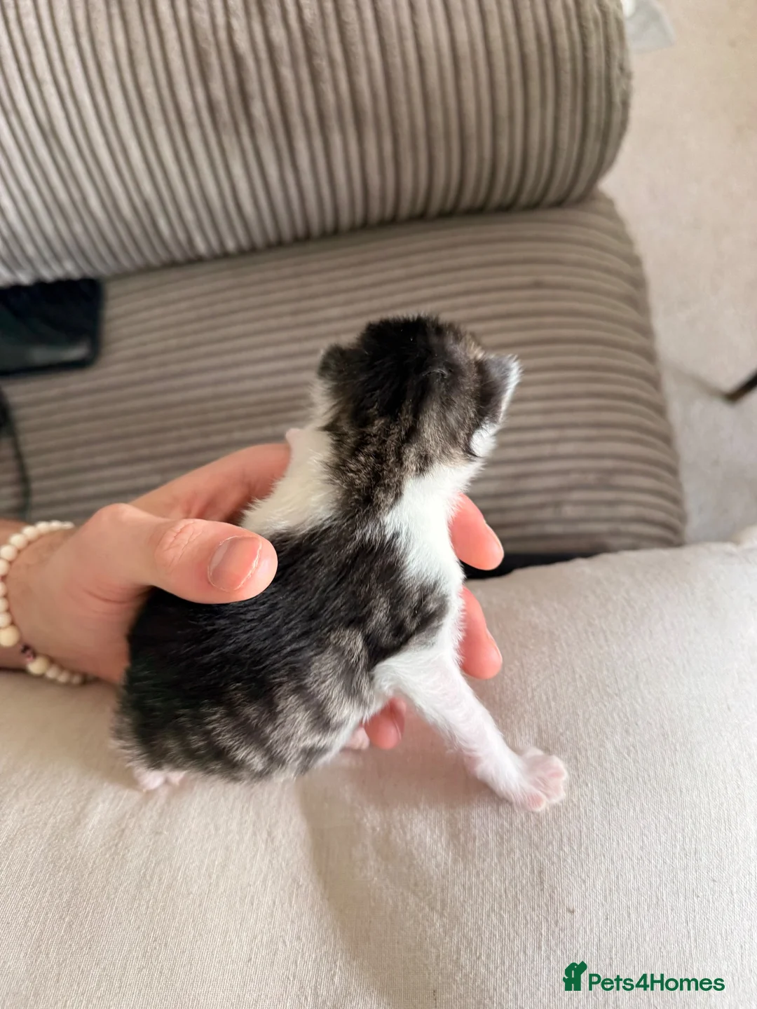 Mixed Breed cats for sale: 7 adorable kittens for sale  in Ashford - Advert 18