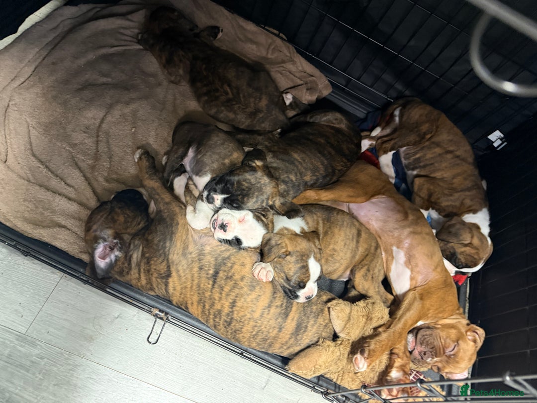 Boxer dogs for sale: Beautiful boxer puppies  - Image 7