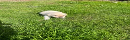 Labrador Retriever dogs for sale: Fantastic Labrador puppies - Advert 12