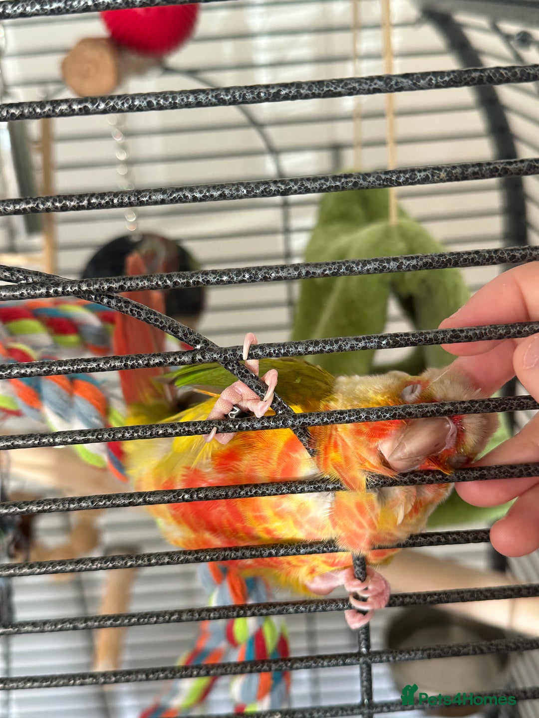 Conures birds for sale: Green Cheek Conure for sale 11months old £850 - Advert 3