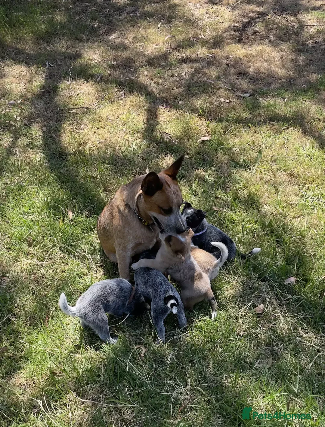 Australian Cattle Dog dogs for sale: Energetic Cattle Dog Pups – Ready to Work & Play in Brighton - Advert 1