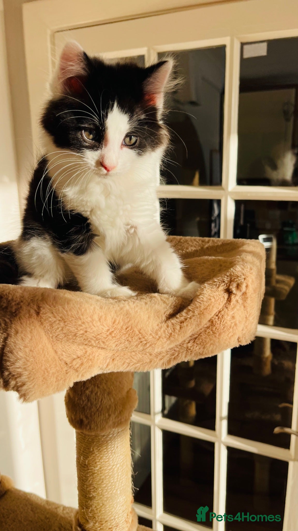Mixed Breed cats Kittens for sale ,mixed breed, wonderful behaviour - Advert 1