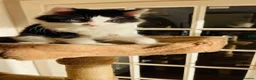 Mixed Breed cats for sale: Kittens for sale ,mixed breed, wonderful behaviour - Advert 6