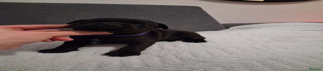 Staffordshire Bull Terrier Puppy 3