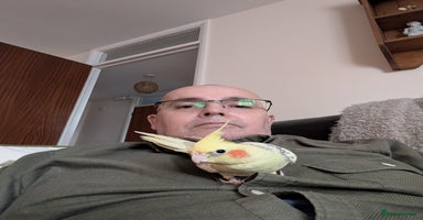 Cockatiels birds - Advert 5