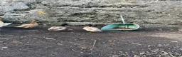 Ducks poultry for sale: Two call duck cross mallard drakes - Advert 7