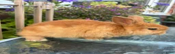 Mini Lop rabbits for sale: Mini lop / Mini lop cross orange / black bunnies - Advert 6