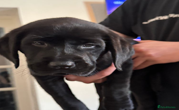 Labrador Retriever dogs - Advert 1
