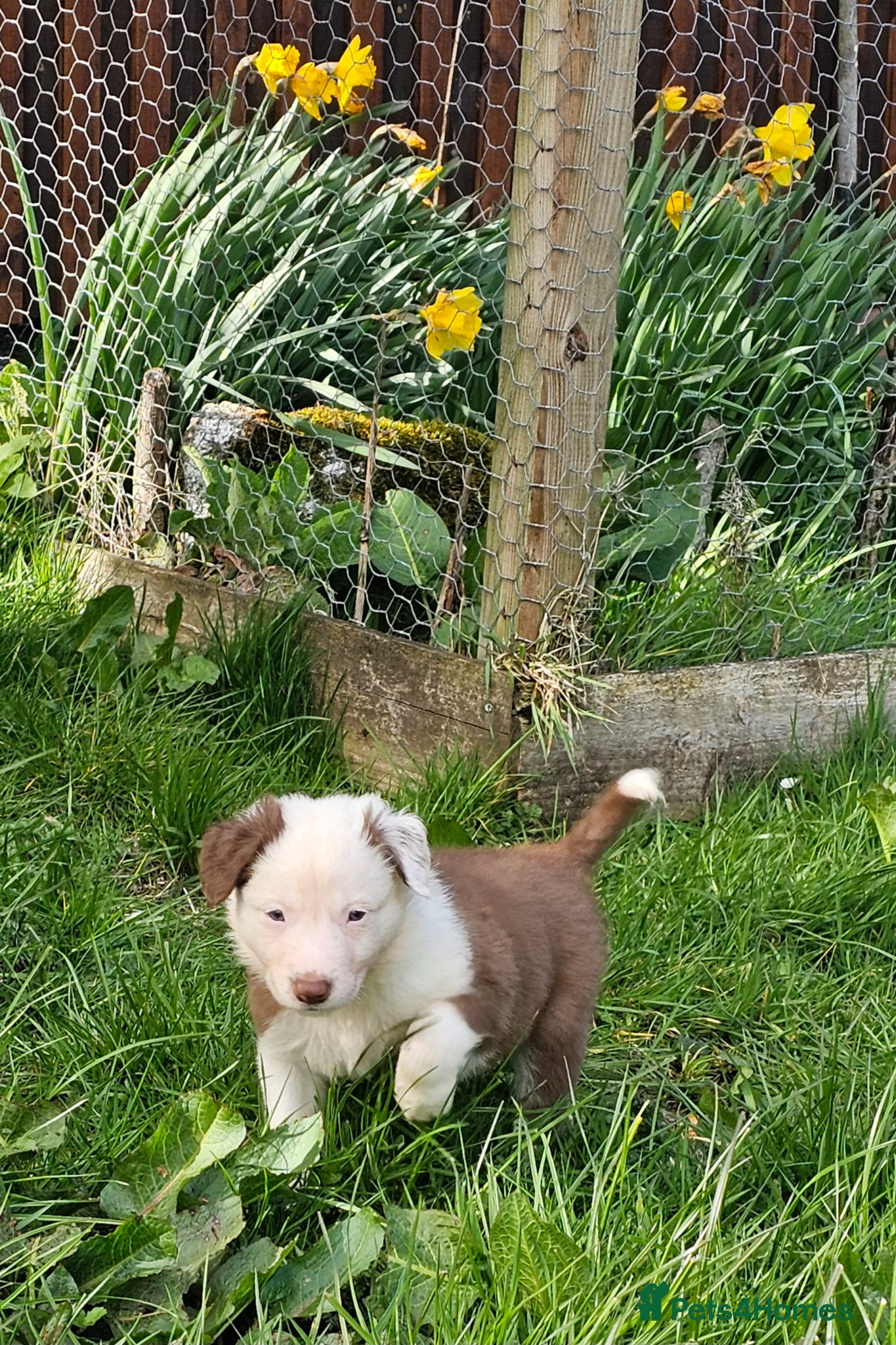 Border Collie dogs Red Merle and Red/white border collie pups - Advert 1