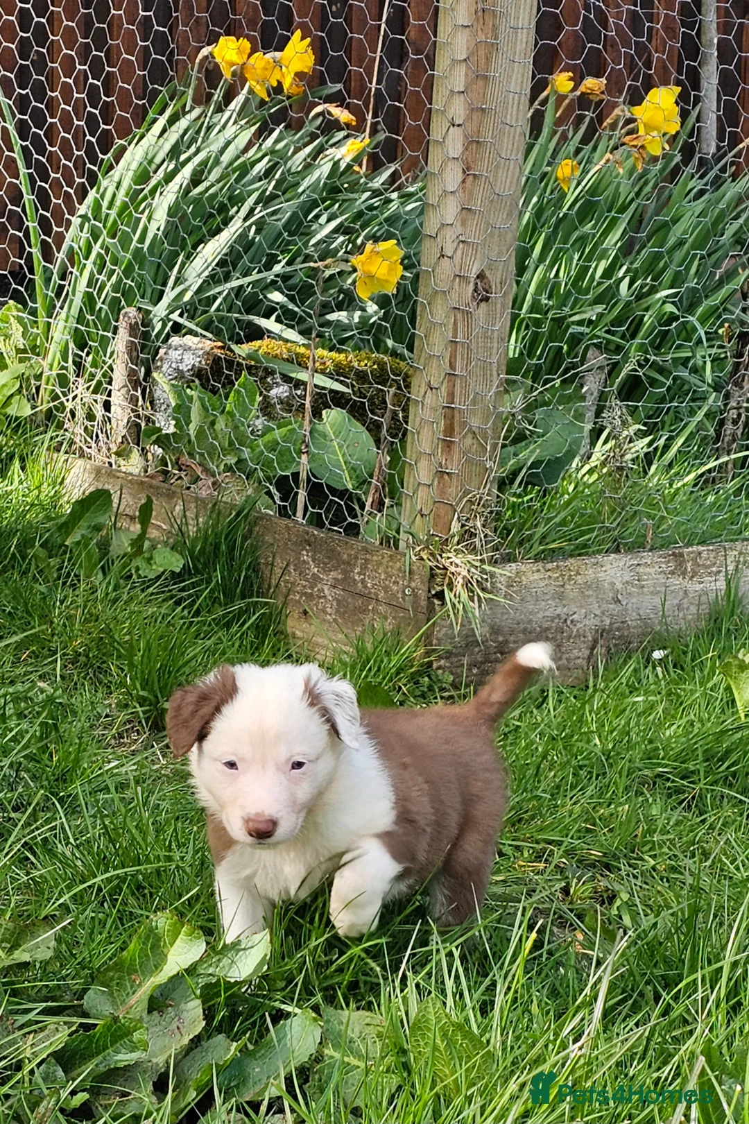 Border Collie dogs for sale: Red Merle and Red/white border collie pups - Advert 2