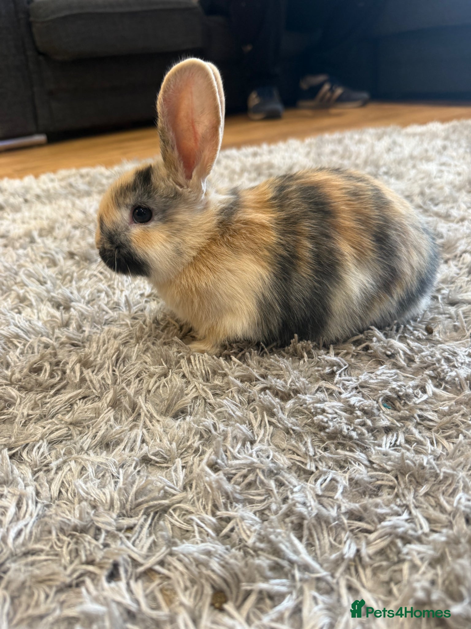 Mini Lion Lop rabbits 5 adorable bunnies for Sale 🩷💙 - Advert 2