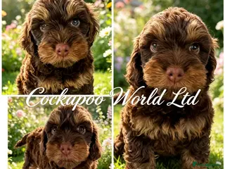 Cockapoo dogs ❤️ DNA CLEAR, Last beautiful girl ,Ready 5th June - Advert 13