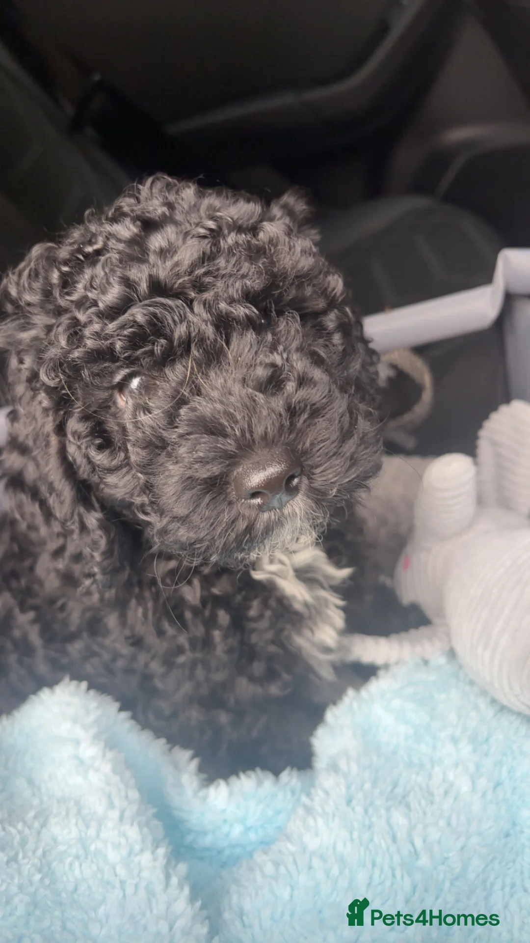 Mixed Breed dogs for sale: Beautiful Cockapoo Male 10 weeks old - Advert 2