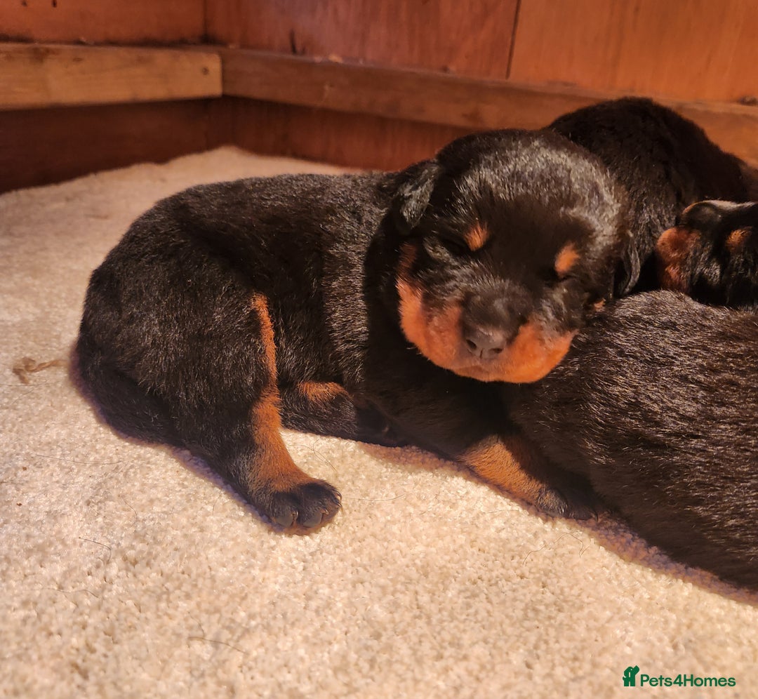 Rottweiler dogs for sale: Champion Pedigree Rottweiler Puppies - Advert 9