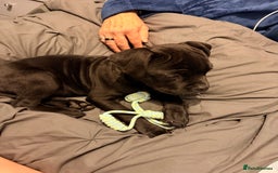 Cane Corso dogs for sale: Enzoo - Image 9