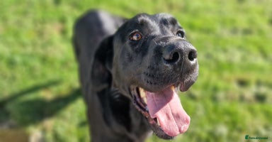 Labrador Retriever dogs - Advert 7