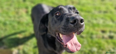 Labrador Retriever dogs KC Registered 1 Black Boys Labrador Puppies left - Advert 2